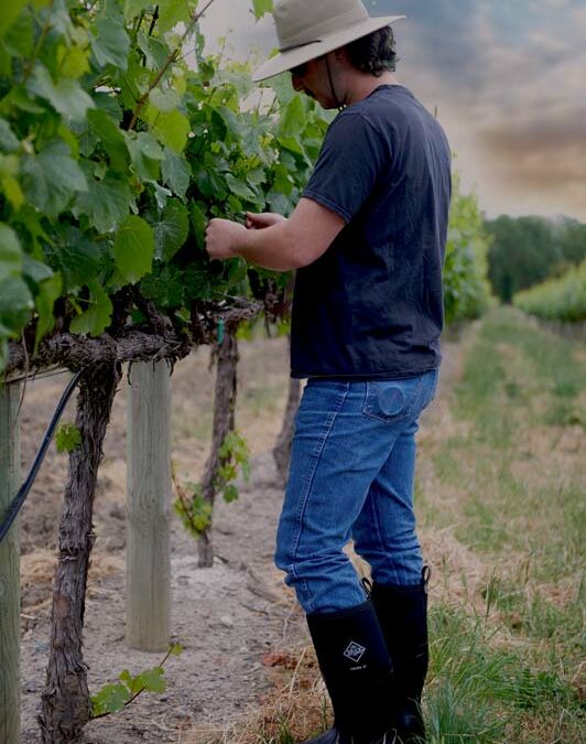 Essential Safety Gear for Vineyard Harvesting